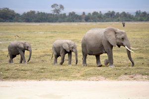 elephants-resizedd81dba24d8.jpg