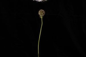Flora-Dislocata-website-1-corrected009b4f2c2e.jpg