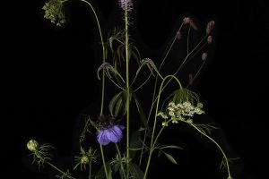 Flora-Dislocata-website-2-correctedec6707dbc8.jpg