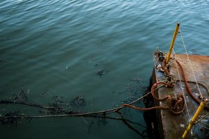 Strandline-call-of-the-sea-Whitby-5559e53c3e2.jpg