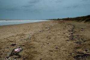 RachelRimellStrandline-March-21-Dungeness_Greatstone-40be1ca14750.jpg