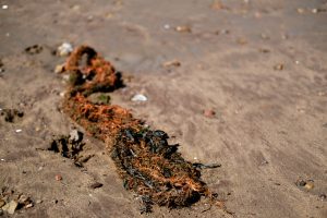 Strandline-call-of-the-sea-Whitby-227d908372e0.jpg