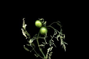 CescaDiebschlag_Green_Tomatoes4801ae3f28.jpeg