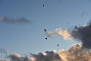 shutterhub553f1dfc89e.jpg