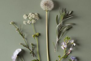emmatsrobinson-botanical-photography-colour-7223604924a731.jpg