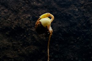 emmatsrobinson-botanical-art-digging-228d6946d27.jpg