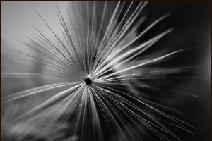 Dandelion-seed-1d84c427d34.jpg