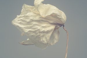Translucent_6_01_2500x25004cc3c93f83.jpg