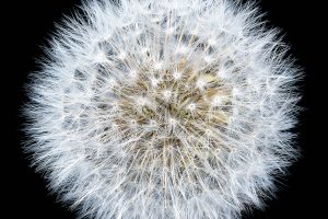 Dandelion_01_1200x1200084ec69635.jpg