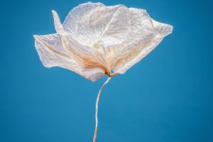ORCHID_ON_BLUE_2500x2500101514915a.jpg