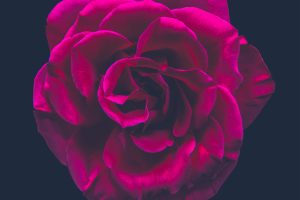 rose_02_01_2500x2500c27a686eb8.jpg