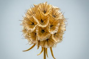 Pincushion_2500x2500pxb40f95ce01.jpg