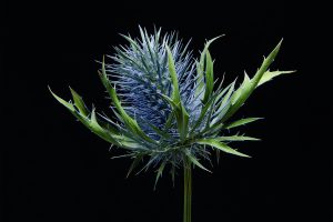 Sea-Holly-01_2500x250015d50e56bb.jpg