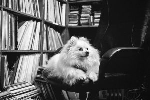 richard_alton_175_daisygerman_spitz58fed62c16.jpg