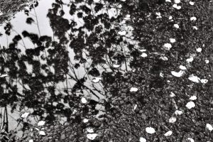 Jake-Williams-Echoes-of-Passing-Bells-Edinburgh-Meadows-Cherry-Blossoms9493b5fa35.jpg