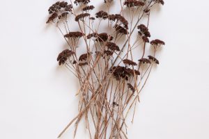 Beyond-the-garden-botanical-photography-emmatsrobinson-9674f50b25c32f.jpg