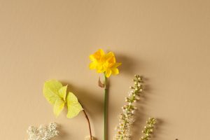 emmatsrobinson-botanical-photography-colour-71654b0b2ec69f.jpg