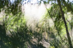 NParry_Apreciation_of_shade_SH4f1fde248a.jpg