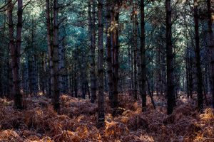 3-Rendlesham-Forest-Suffolk-2022913e97f072.jpg