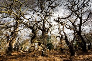 5-Ancient-Oaks-Suffolk-20224f98fead2b.jpg