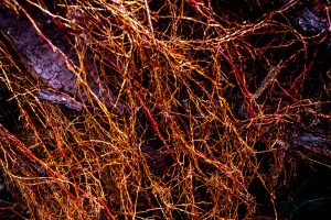 9-Roots-IVb7846a7e3c.jpg