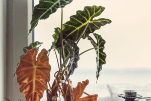 220330-Forgot-To-Water-The-Plants-Efex-White-Neut-wedding29909da98d.jpg