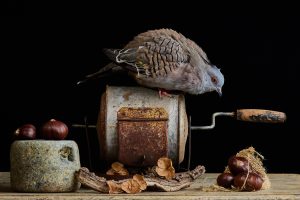 f4mbineart-3568-chestnuts-2-copy7157d61126.jpg