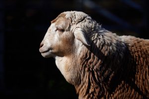 Persian-Ram-editorial33d61ce58d.jpeg